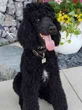 poodle